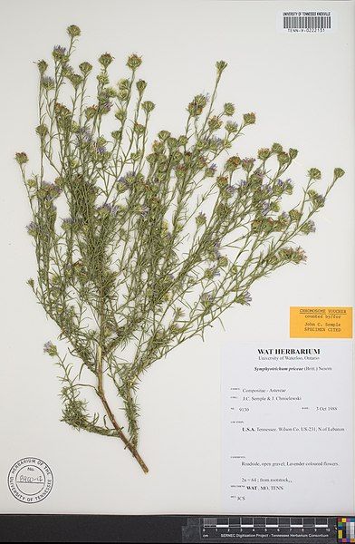 File:Symphyotrichum priceae specimen.jpg