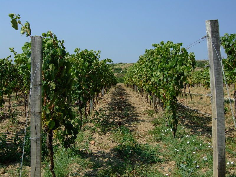 File:Tokaj vineyard.jpg