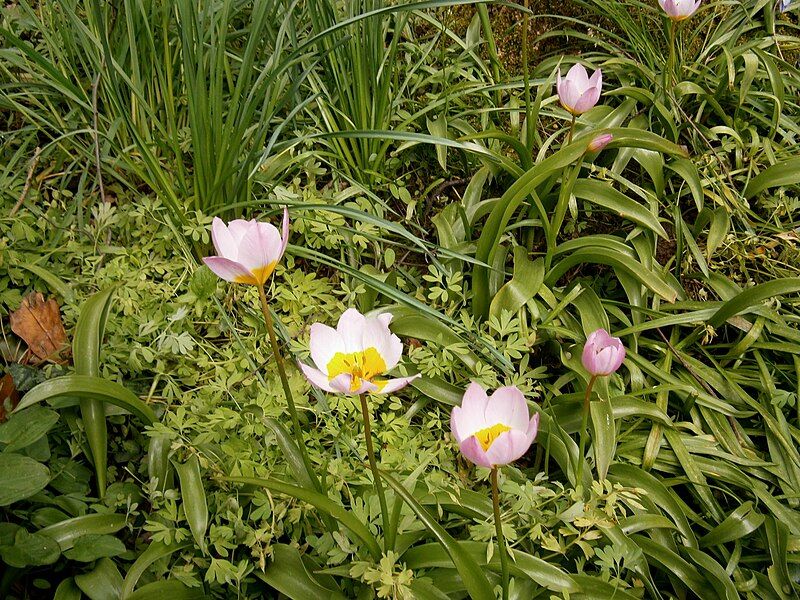 File:Tulipa bakeri clump01.jpg