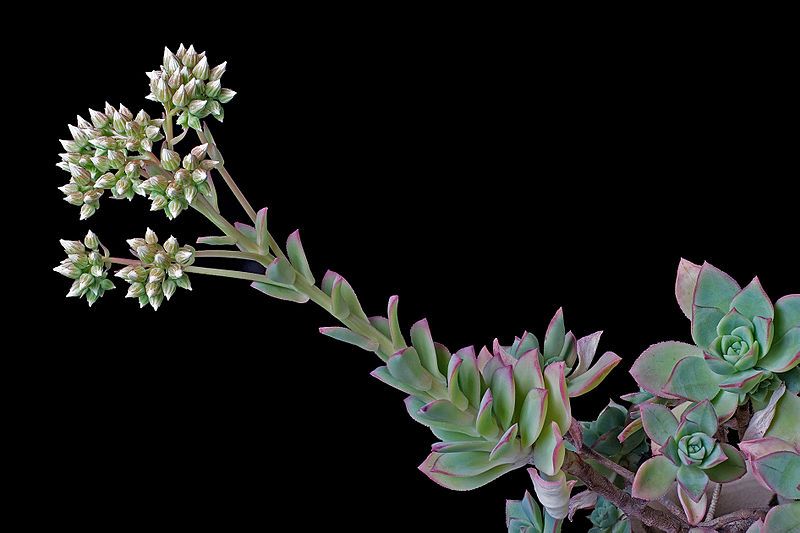 File:Unidentified Succulent 2602.jpg