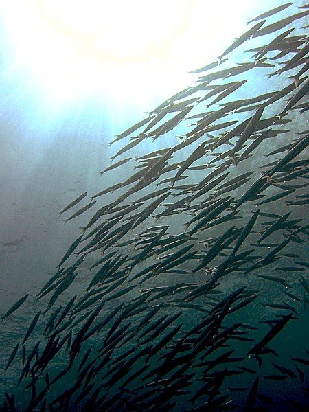 File:Yellowtail barracuda.JPG