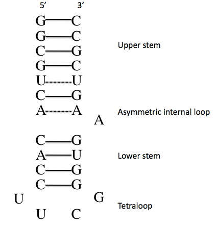 File:16S r RNA.tiff