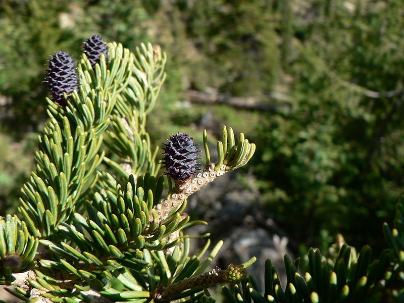 File:Abies lasiocarpa 15846.JPG