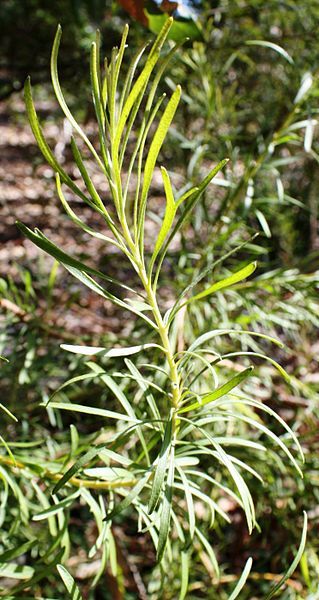 File:Adenanthos detmoldii foliage.jpg