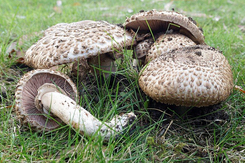 File:Agaricus bohusii (33229461686).jpg