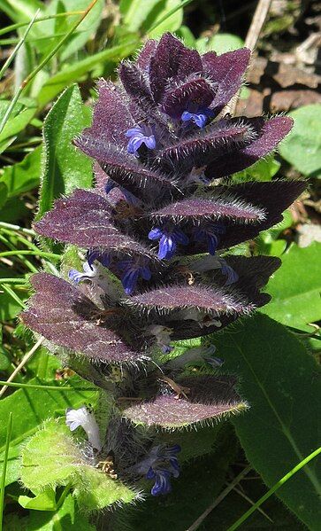 File:Ajuga pyramidalis RF.jpg