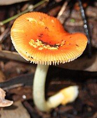 Amanita xanthocephala