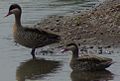 Red-billed Teal