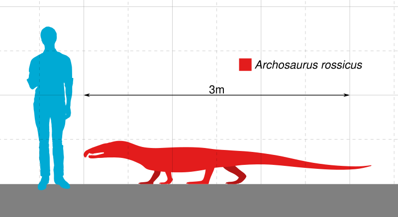 File:Archosaurus Scale.svg