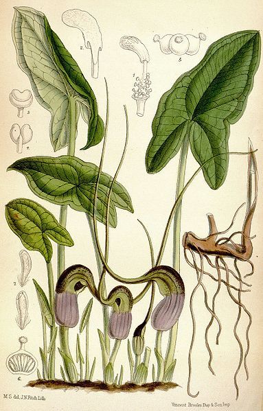 File:Arisarum proboscideum CBM.jpg