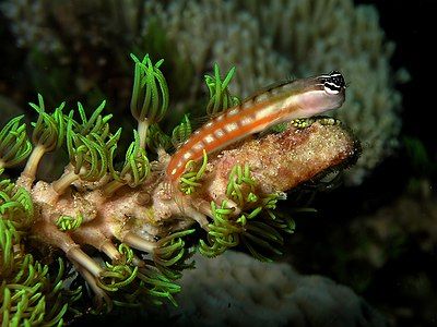 Australian blenny, by Nick Hobgood