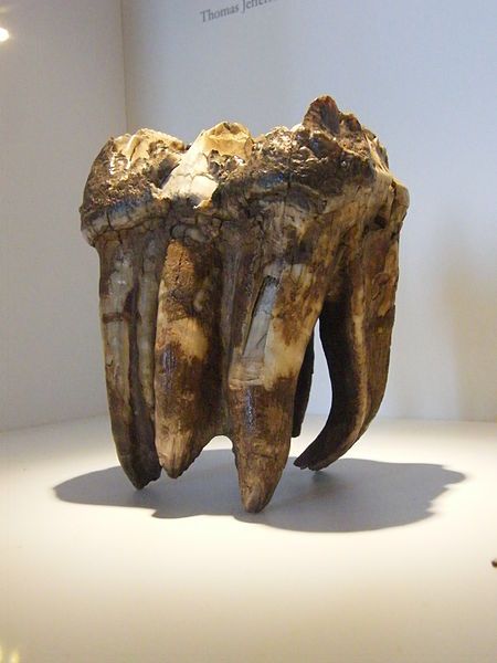 File:BLW Mastodon Tooth.jpg