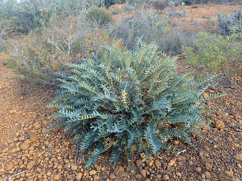 File:Banksia alliacea habit.jpg