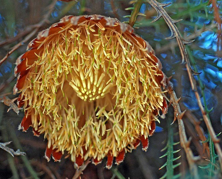 File:Banksia proteoides.jpg