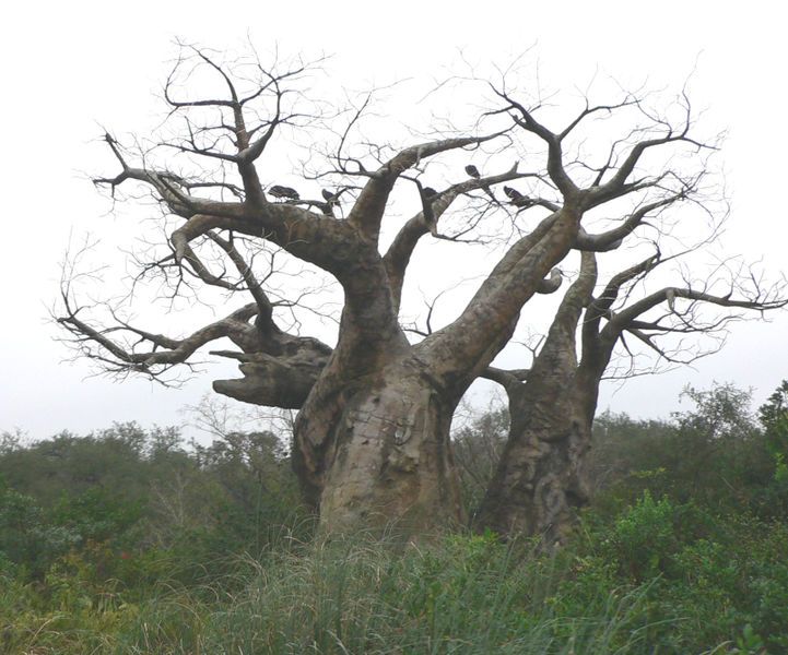 File:Baobab4.jpg