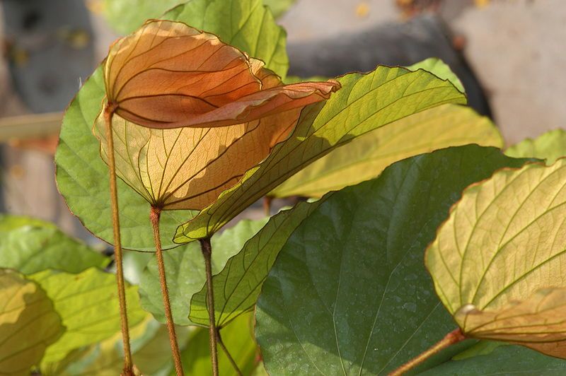 File:Bauhinia aureifolia1.jpg