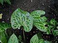 Beesia calthifolia leaf