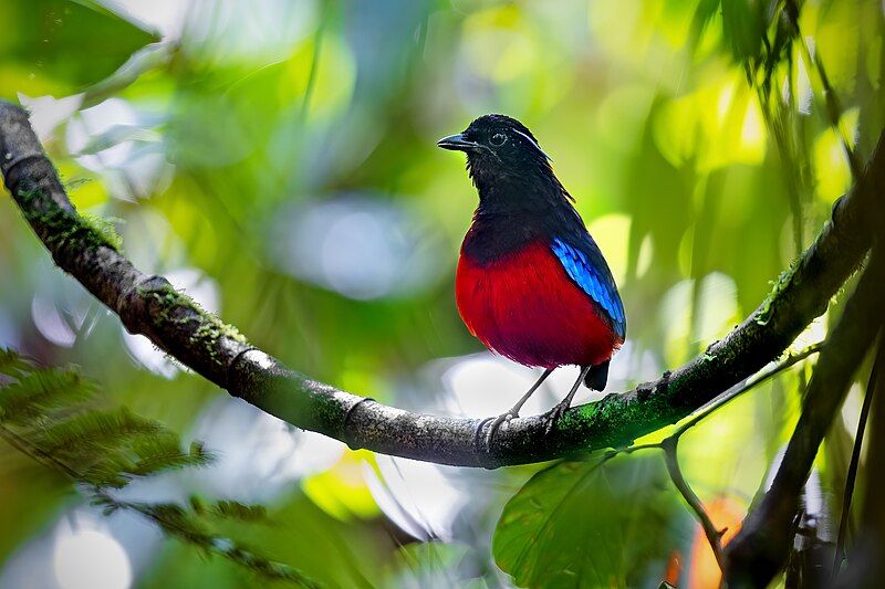 File:Black-crowned Pitta 0A2A2255.jpg