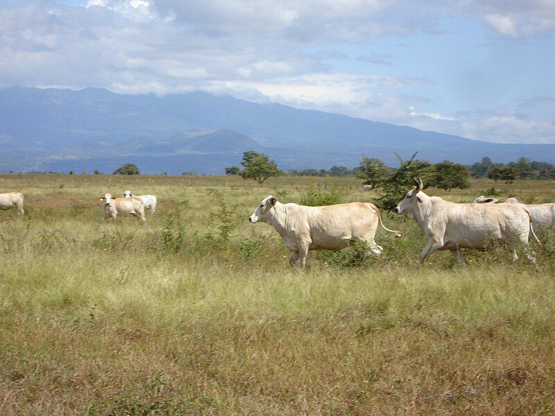 File:Brahman cattle.JPG