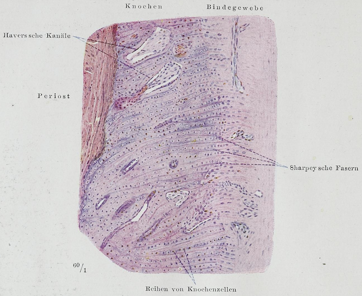 File:Braus 1921 25.png