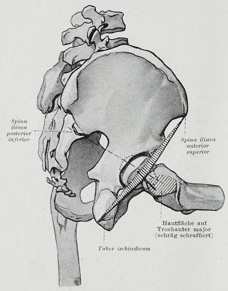 File:Braus 1921 269.png