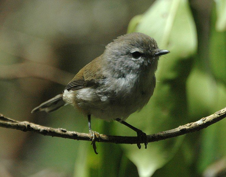 File:Brown Gerygone lam08.jpg