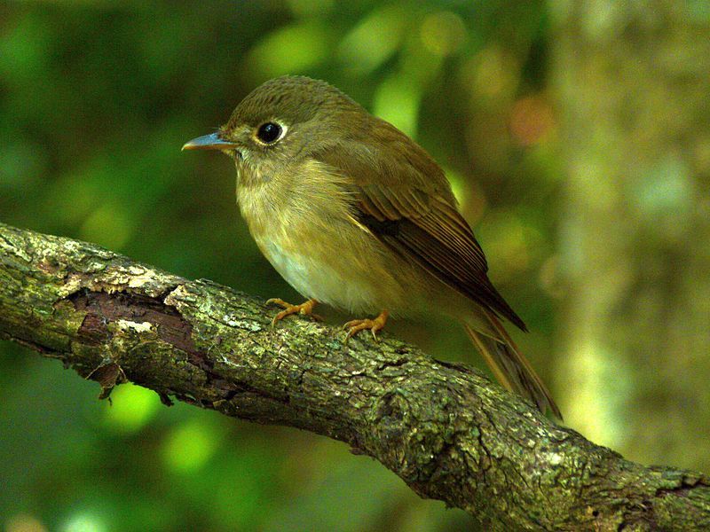 File:Brown breasted flycatcher.jpg