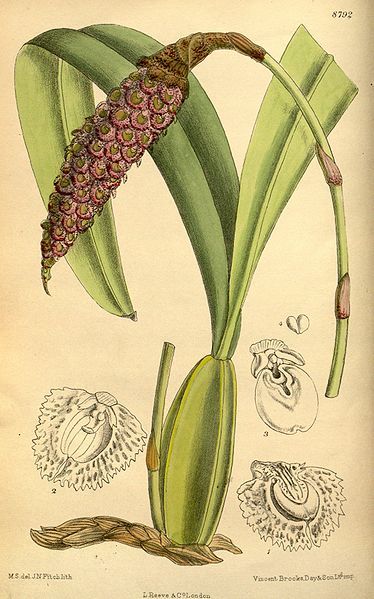 File:Bulbophyllum robustum 145-8792.jpg