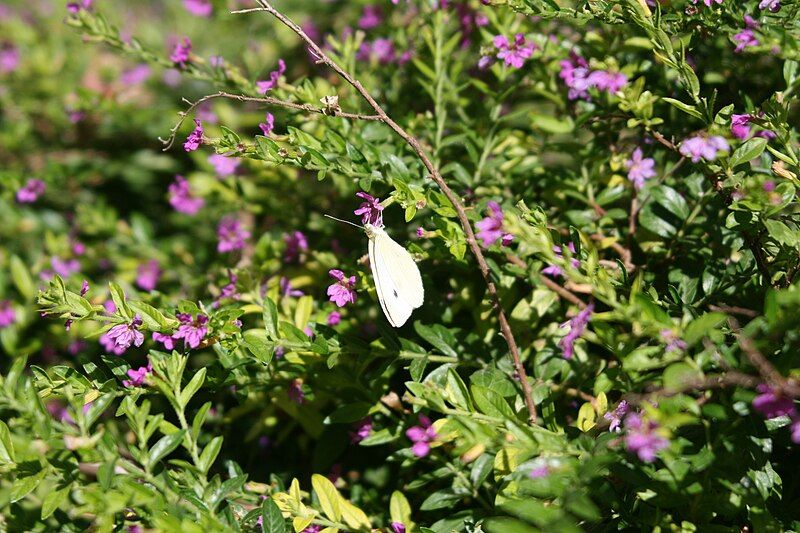 File:Butterfly taormina2.JPG