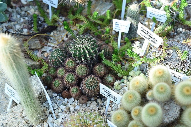 File:Cactaceaeː Gymnocalycium Matoensea.JPG