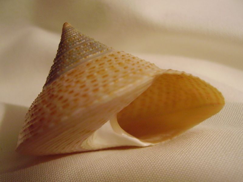 File:Calliostoma selectum.JPG