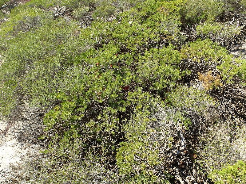 File:Calothamnus hirsutus (habit).JPG