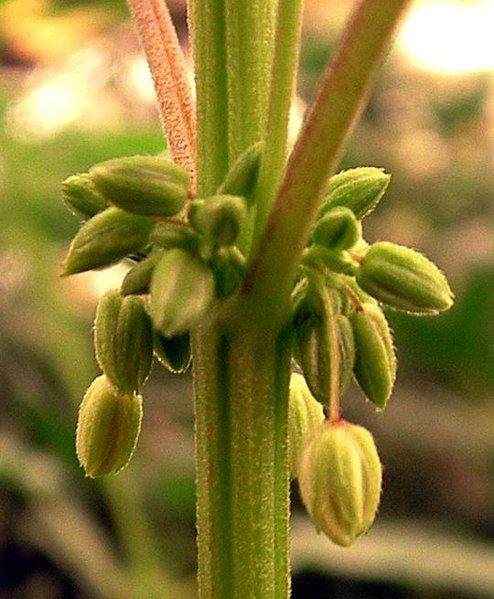 File:Cannabis male flowers.JPG