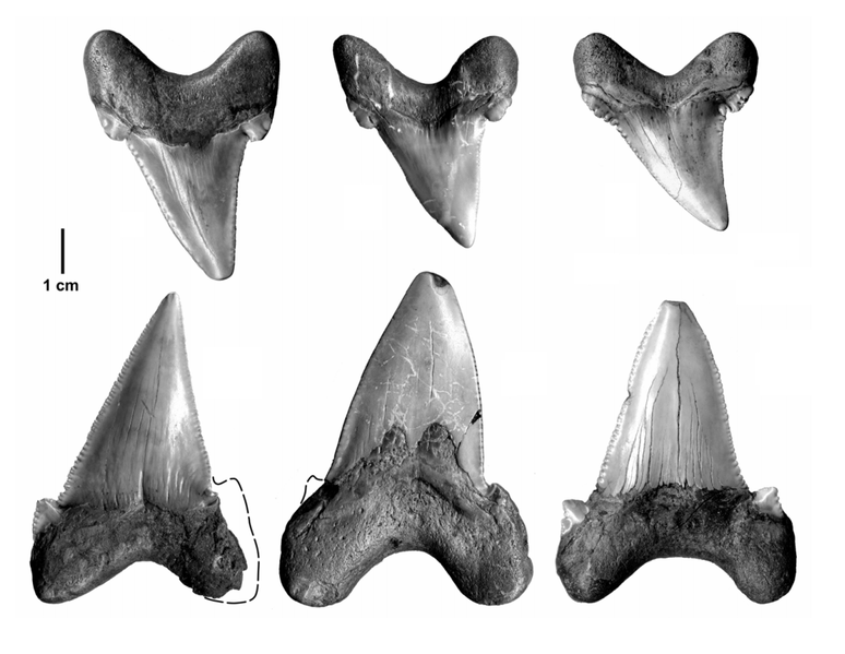 File:Carcharocles sokolowi teeth.png