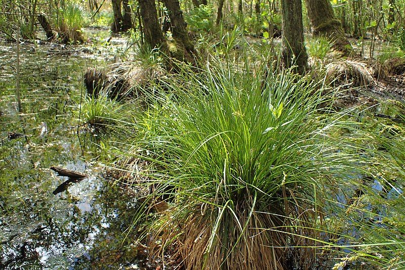 File:Carex elongata kz07.jpg