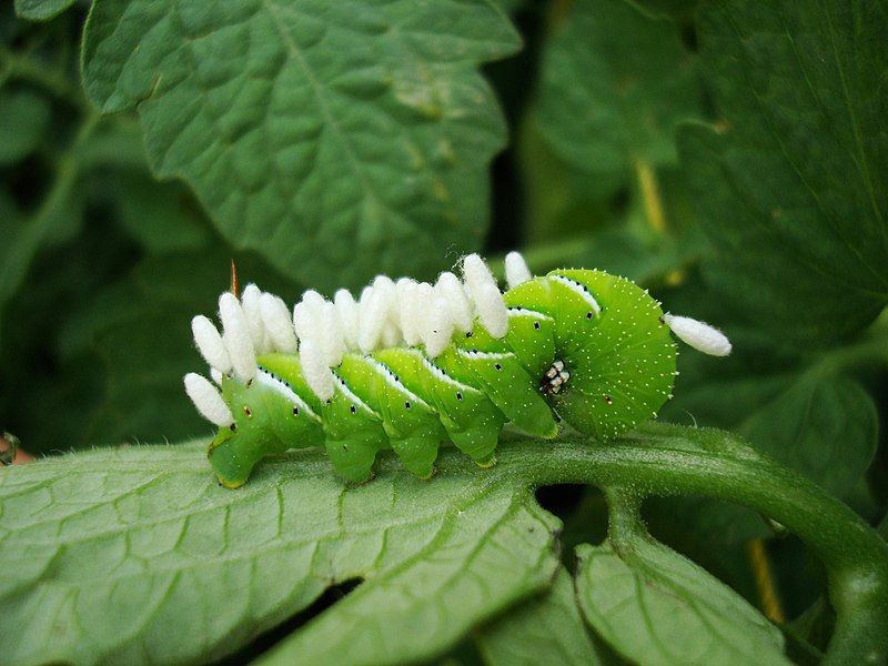 File:Caterpillar with eggs2.jpg