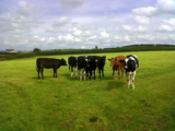 Cattle Farming