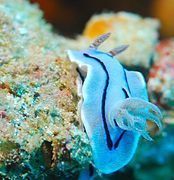 Blue form of Chromodoris willani