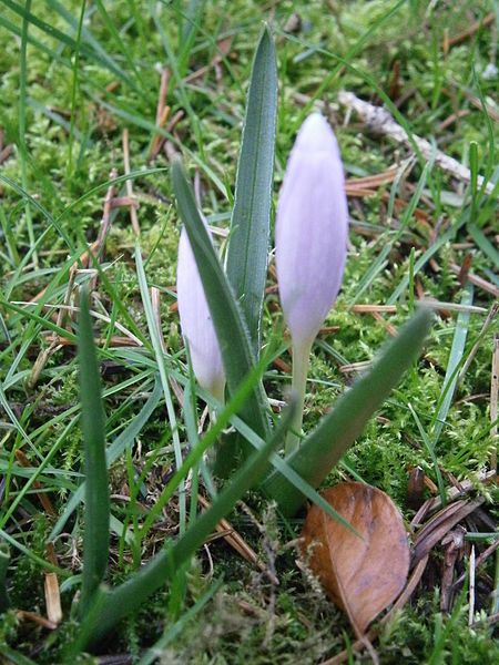 File:Colchicum hungaricum bud6.JPG