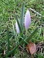 Colchicum hungaricum opening