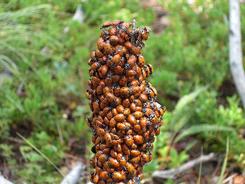 File:Convergent Lady Beetle.JPG