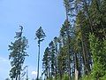 Trees just outside of Scott Creek Park.