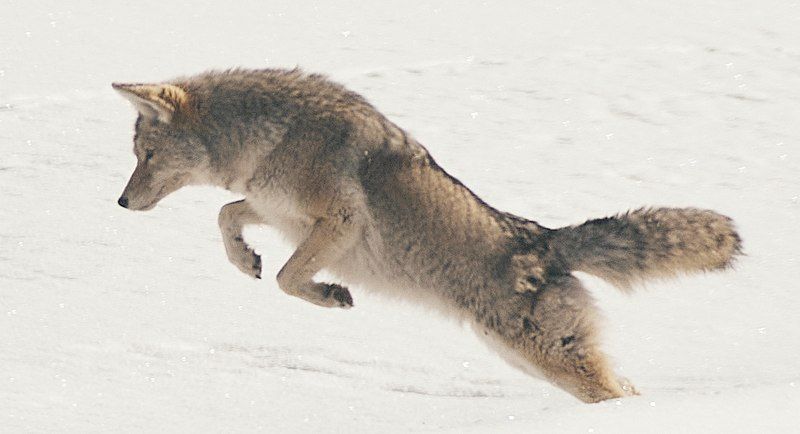 File:Coyote Pouncing.jpg