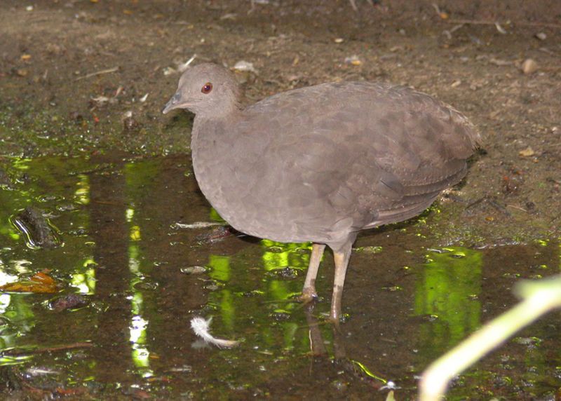 File:Crypturellus cinereus.jpg