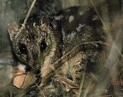 Brown white-spotted quoll