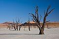 Acacia trees, Dead Vlei, Namibia