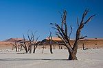 Dead acacia trees in Dead Vlei