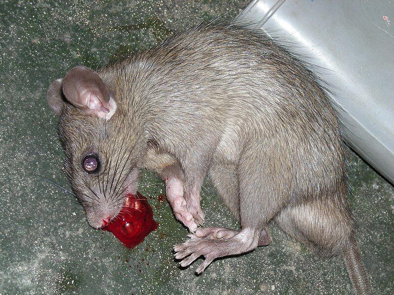 File:Dead rat blood.JPG