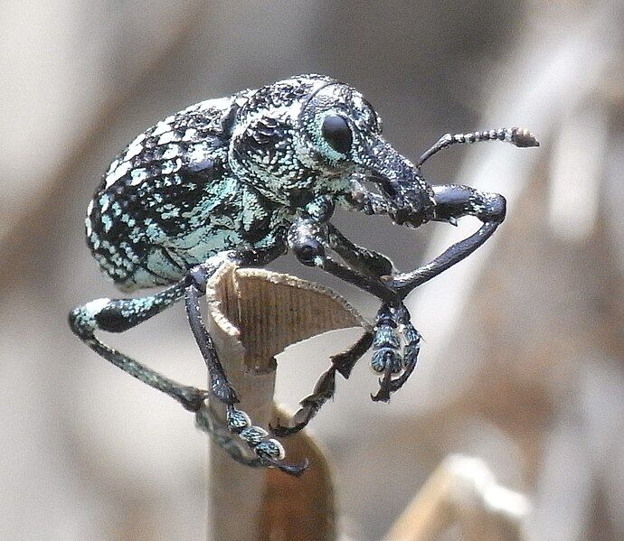 File:Diamond Weevil Front.JPG