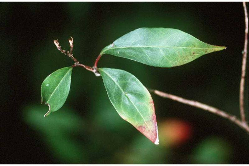 File:Ditrysinia fruticosa (USDA).jpg